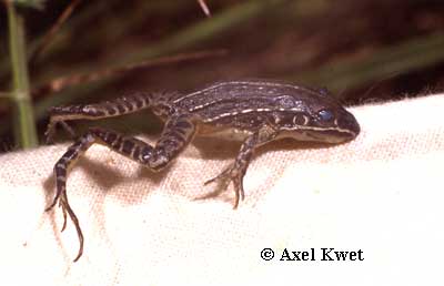  Leptodactylus furnarius ID = 