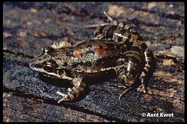  Leptodactylus latinasus ID = 