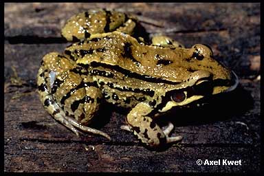  Leptodactylus mystacinus ID = 