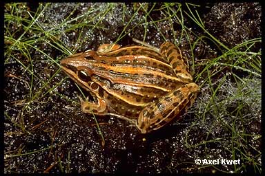  Leptodactylus plaumanni ID = 