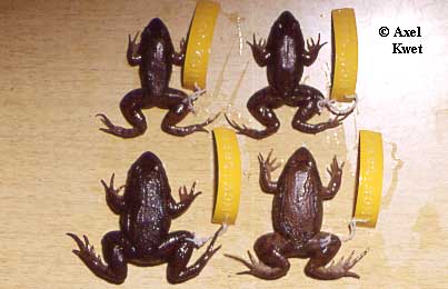  Leptodactylus podicipinus ID = 