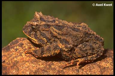  Proceratophrys brauni ID = 