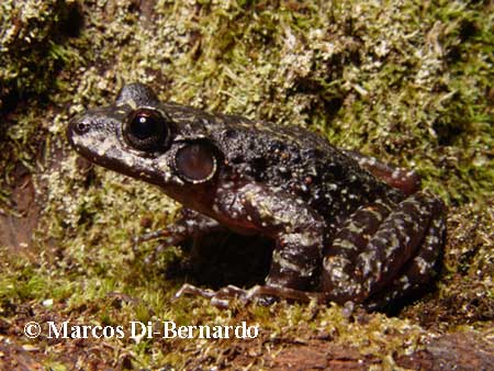  Thoropa saxatilis ID = 