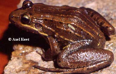  Leptodactylus ocellatus ID = 