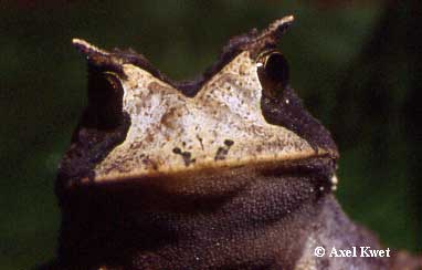  Proceratophrys boiei ID = 