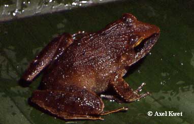  Eleutherodactylus binotatus (SPIX, 1824) ID = 