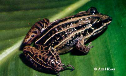  Leptodactylus gracilis (DUM ID = 