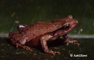  Physalaemus nanus (BOULENGER, 1888) ID = 