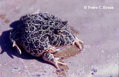  Ceratophrys ornata ID = 