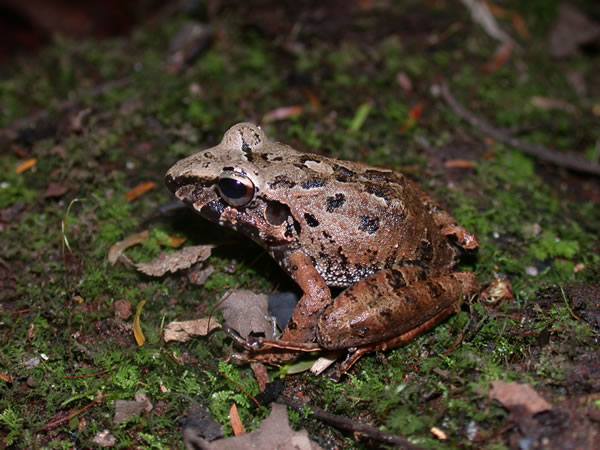  Eleutherodactylus fitzingeri ID = 