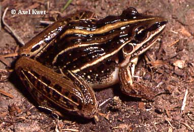  Leptodactylus gracilis ID = 