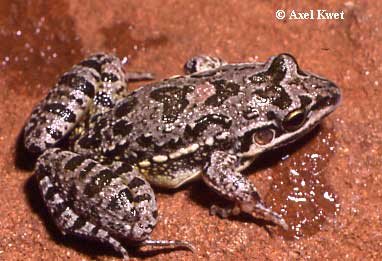  Leptodactylus latinasus ID = 