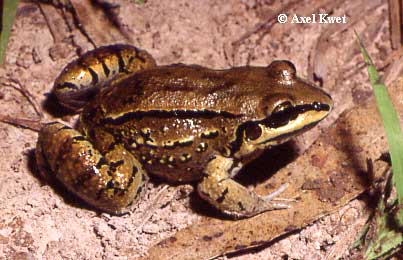  Leptodactylus mystacinus ID = 