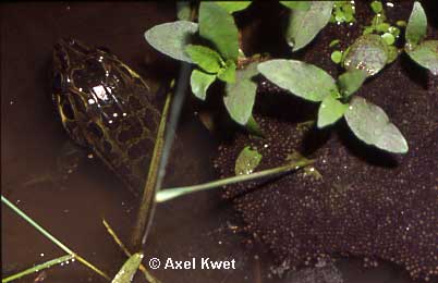  Leptodactylus ocellatus ID = 