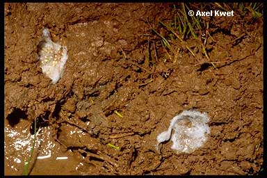  Leptodactylus plaumanni ID = 