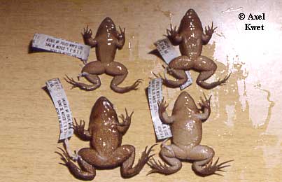  Leptodactylus podicipinus ID = 