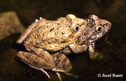  Limnomedusa macroglossa ID = 