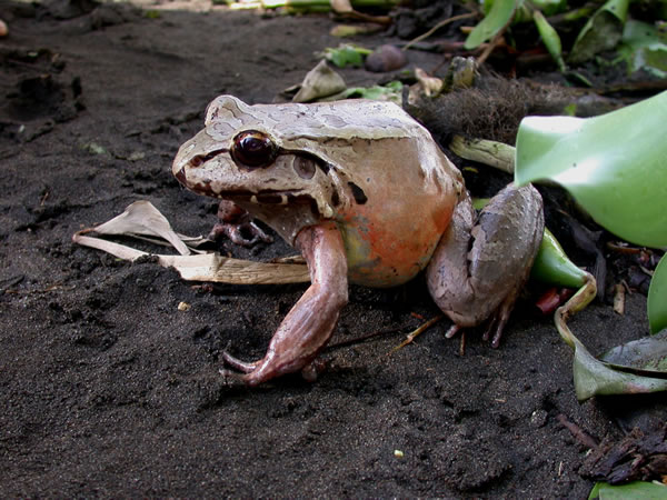  Leptodactylus pentadactylus ID = 