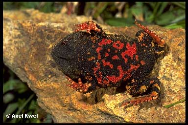  Proceratophrys brauni ID = 