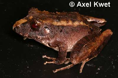  Eleutherodactylus henselii ID = 