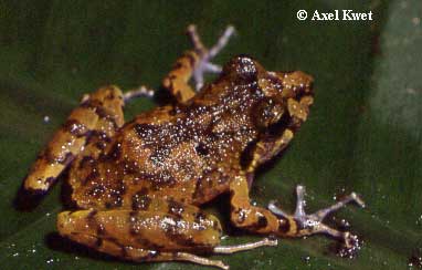  Eleutherodactylus manezinho ID = 