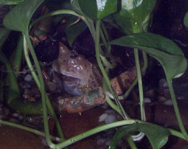  Ceratophrys cornuta ID = 