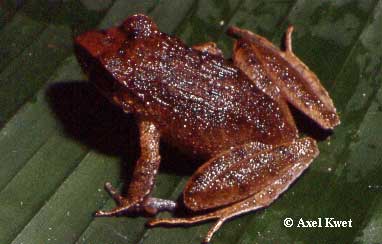  Eleutherodactylus binotatus (SPIX, 1824) ID = 