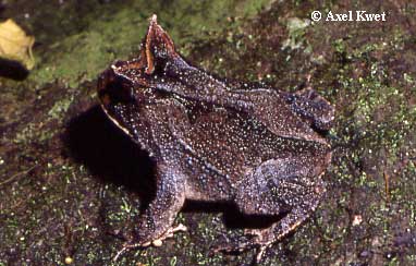  Proceratophrys boiei (WIED-NEUWIED, 1824) ID = 