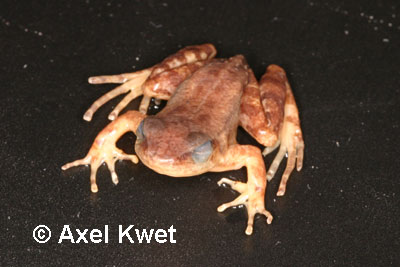  Crossodactylus sp. ID = 