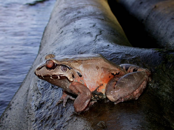  Leptodactylus pentadactylus ID = 