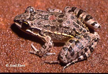  Leptodactylus latinasus ID = 