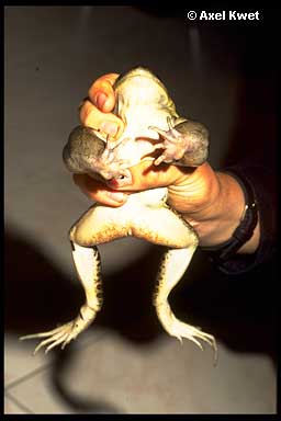  Leptodactylus ocellatus ID = 