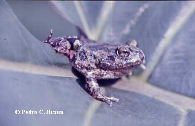  Pleurodema sp. ID = 