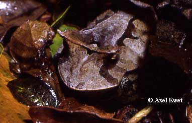  Proceratophrys boiei (WIED-NEUWIED, 1824) ID = 