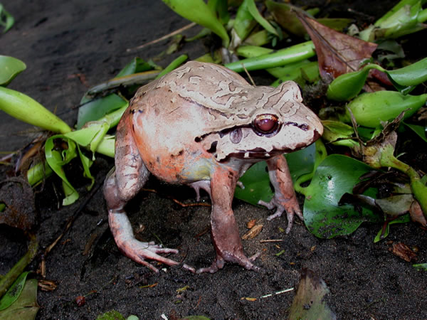  Leptodactylus pentadactylus ID = 