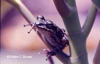  Thoropa saxatilis ID = 