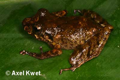  Eleutherodactylus manezinho GARCIA, 1996 ID = 