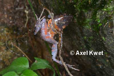  Physalaemus nanus (BOULENGER, 1888) ID = 