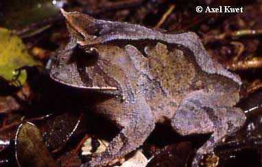  Proceratophrys boiei (WIED-NEUWIED, 1824) ID = 