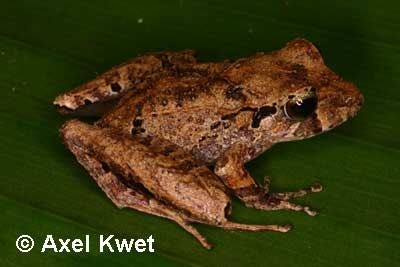  Leptodactylus chaquensis ID = 