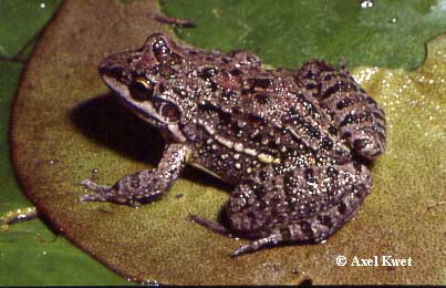  Leptodactylus latinasus ID = 