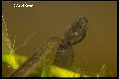  Leptodactylus ocellatus ID = 