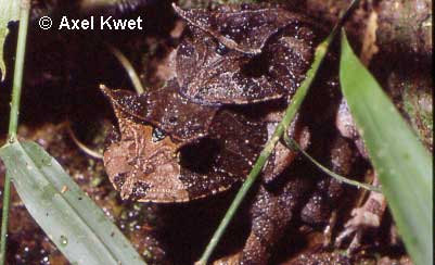 Proceratophrys boiei ID = 