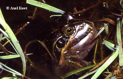  Leptodactylus ocellatus ID = 