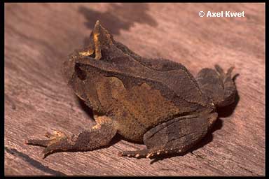  Proceratophrys boiei ID = 