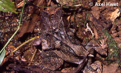  Proceratophrys boiei ID = 