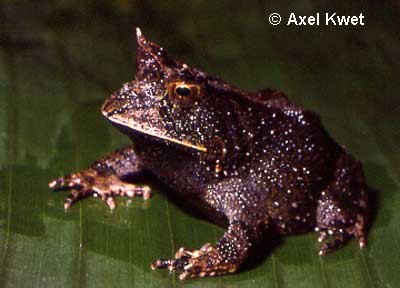  Proceratophrys boiei ID = 