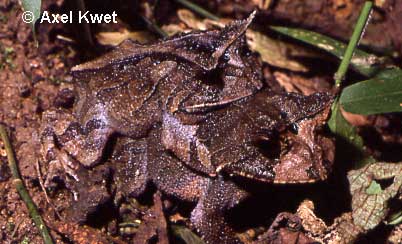  Proceratophrys boiei (WIED-NEUWIED, 1824) ID = 