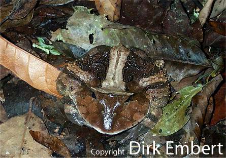  Ceratophrys cornuta ID = 