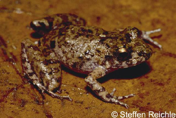  Eleutherodactylus cruralis ID = 